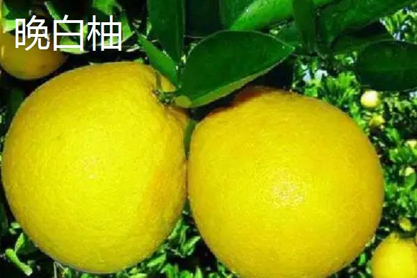 柚子树有没有刺，主干无刺但枝干有刺