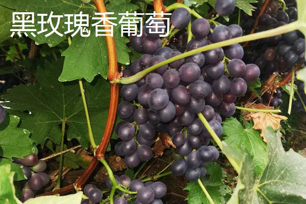 玫瑰香葡萄有什么品种，主要有黑玫瑰香葡萄、巨玫瑰葡萄等4个种类
