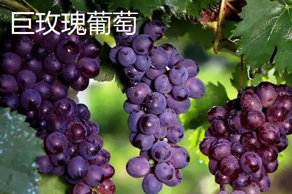玫瑰香葡萄有什么品种，主要有黑玫瑰香葡萄、巨玫瑰葡萄等4个种类