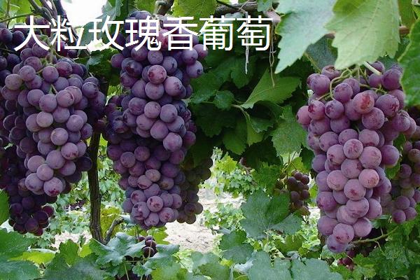 玫瑰香葡萄有什么品种，主要有黑玫瑰香葡萄、巨玫瑰葡萄等4个种类