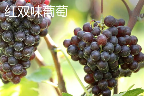 玫瑰香葡萄有什么品种，主要有黑玫瑰香葡萄、巨玫瑰葡萄等4个种类