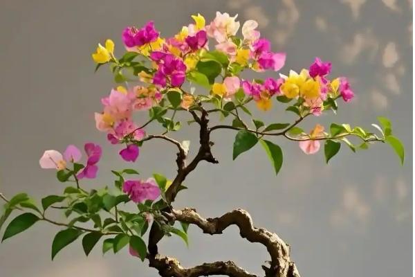 三角梅的家养方法，平时放在阳台或庭院中晒光