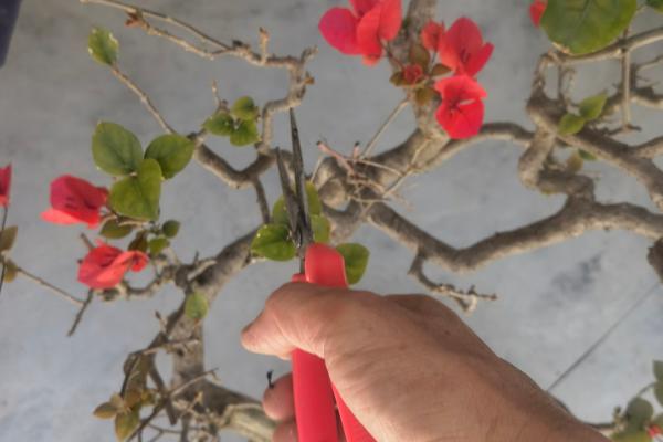三角梅的家养方法，平时放在阳台或庭院中晒光