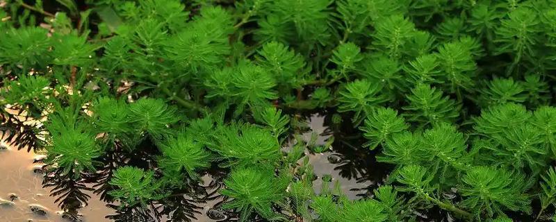 在水中种植狐尾藻的方法，将健康的植株直接扔进养殖场所中即可