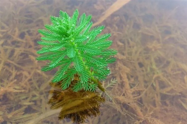 在水中种植狐尾藻的方法，将健康的植株直接扔进养殖场所中即可