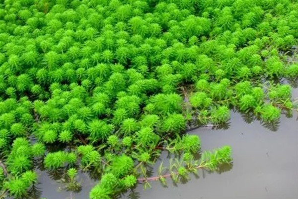 在水中种植狐尾藻的方法，将健康的植株直接扔进养殖场所中即可