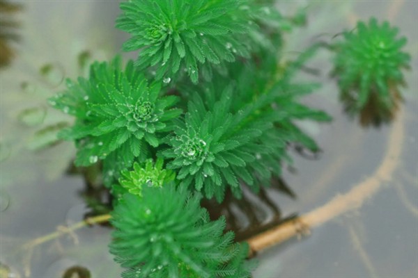 在水中种植狐尾藻的方法，将健康的植株直接扔进养殖场所中即可