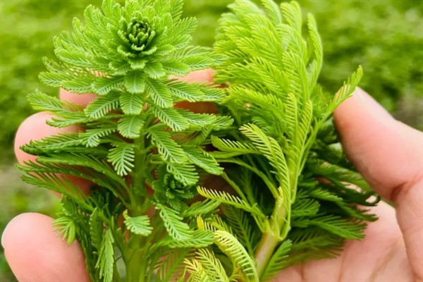 在水中种植狐尾藻的方法，将健康的植株直接扔进养殖场所中即可