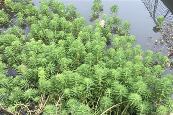 在水中种植狐尾藻的方法，将健康的植株直接扔进养殖场所中即可