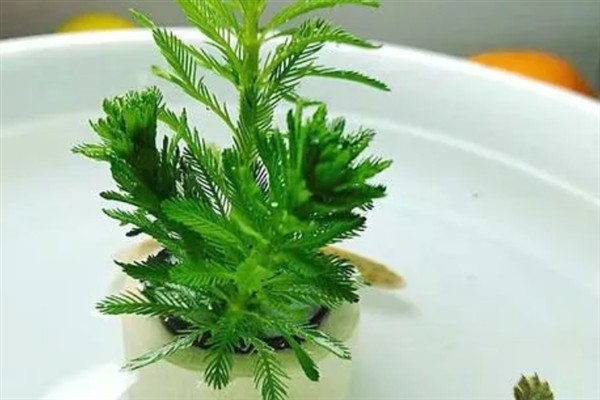 在水中种植狐尾藻的方法，将健康的植株直接扔进养殖场所中即可