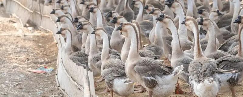 狮头鹅的育雏期饲养技术，破壳后的一天之内应做好开食工作