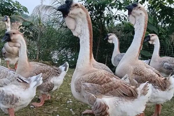 狮头鹅的育雏期饲养技术,破壳后的一天之内应做好开食工作