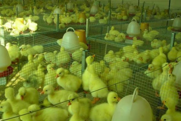 狮头鹅的育雏期饲养技术,破壳后的一天之内应做好开食工作