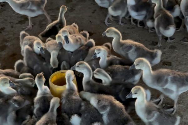 狮头鹅的育雏期饲养技术,破壳后的一天之内应做好开食工作