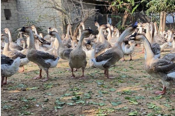 狮头鹅的育雏期饲养技术,破壳后的一天之内应做好开食工作