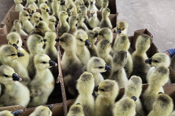 狮头鹅的育雏期饲养技术,破壳后的一天之内应做好开食工作