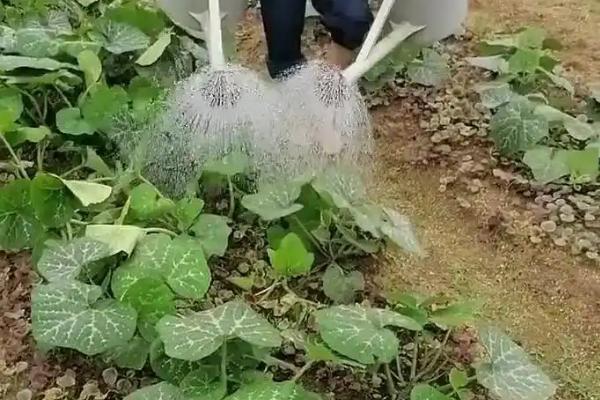 节瓜施什么肥，主要包括有机肥和化肥