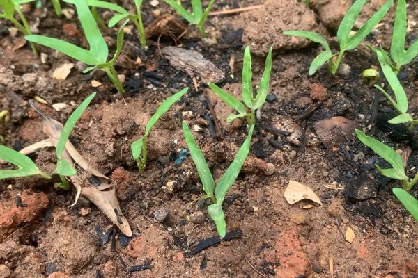 空心菜种子多久可以发芽，催芽后可在1周左右发芽