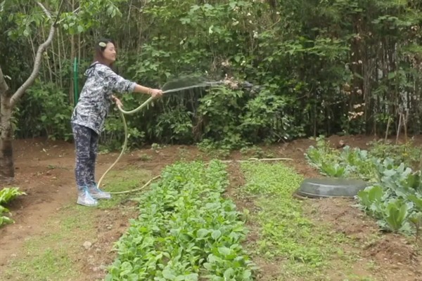 空心菜种子多久可以发芽，催芽后可在1周左右发芽