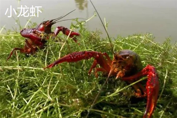 农村有什么挣钱的养殖项目，鹅、肉牛、小龙虾等动物是不错的选择