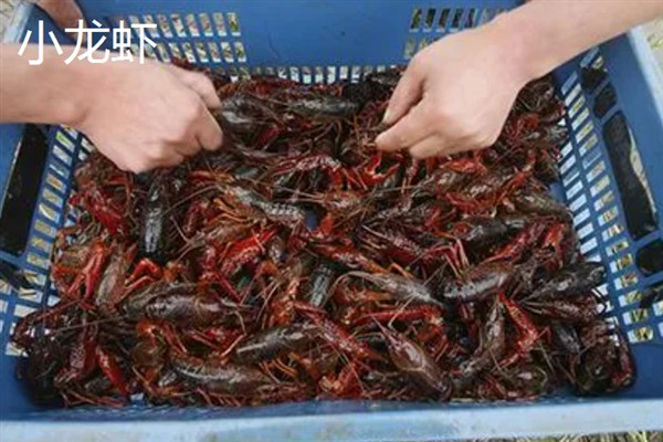 农村有什么挣钱的养殖项目，鹅、肉牛、小龙虾等动物是不错的选择