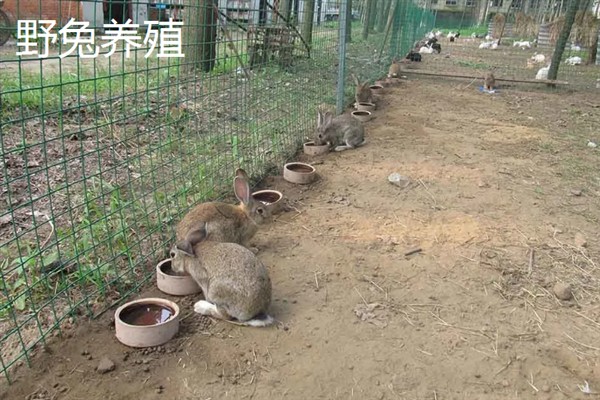 农村有什么挣钱的养殖项目，鹅、肉牛、小龙虾等动物是不错的选择