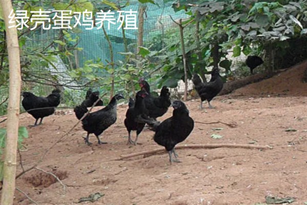 农村有什么挣钱的养殖项目，鹅、肉牛、小龙虾等动物是不错的选择