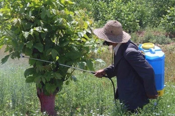 除草剂有什么种类，按传导方法分类可分为触杀型、内吸传导型