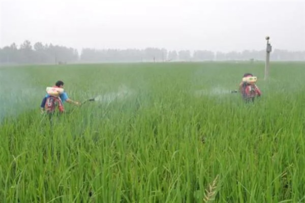 除草剂有什么种类，按传导方法分类可分为触杀型、内吸传导型