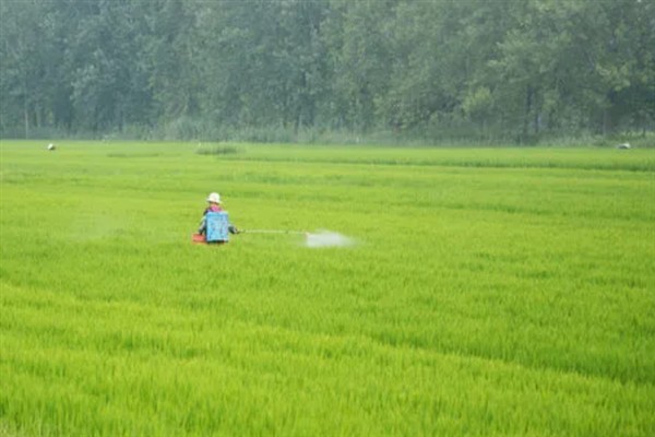 除草剂有什么种类，按传导方法分类可分为触杀型、内吸传导型
