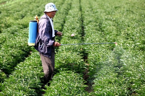 除草剂有什么种类，按传导方法分类可分为触杀型、内吸传导型