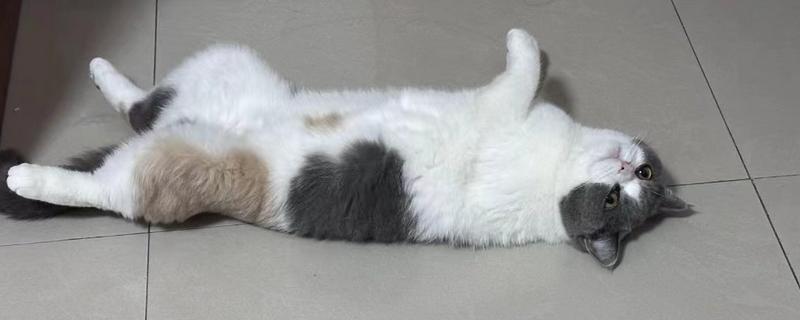 猫咪贫血如何给它补血，可饲喂生血膏和高蛋白的食物