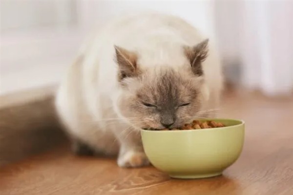 猫咪贫血如何给它补血，可饲喂生血膏和高蛋白的食物