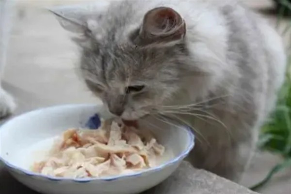 猫咪贫血如何给它补血，可饲喂生血膏和高蛋白的食物