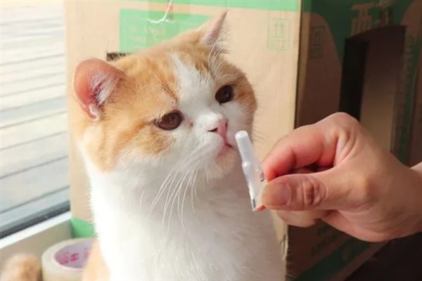 猫咪贫血如何给它补血，可饲喂生血膏和高蛋白的食物