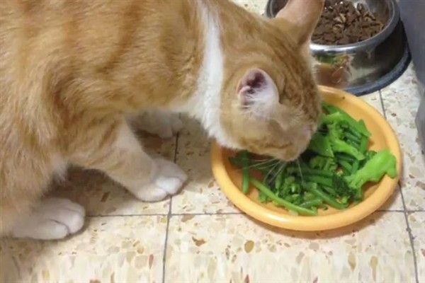 猫咪贫血如何给它补血，可饲喂生血膏和高蛋白的食物