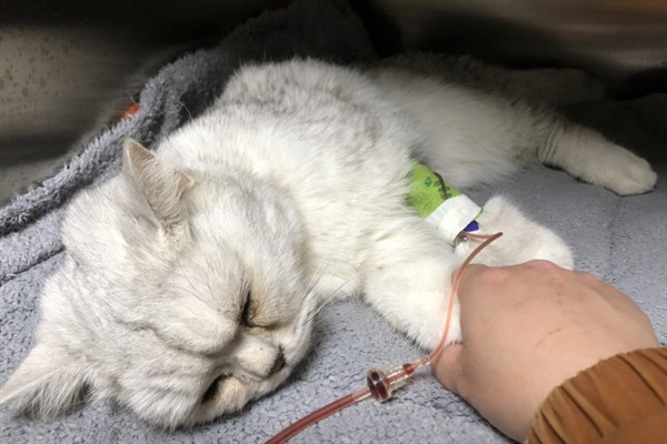猫咪贫血如何给它补血，可饲喂生血膏和高蛋白的食物