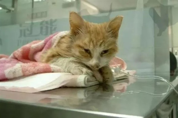 猫咪贫血如何给它补血，可饲喂生血膏和高蛋白的食物