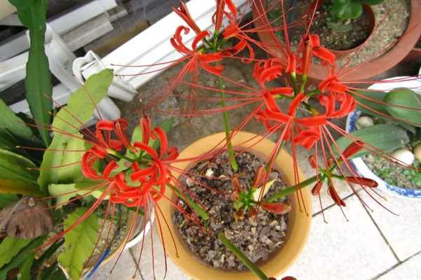修罗花的简介，是指彼岸花