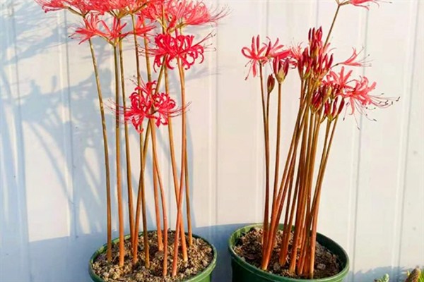 修罗花的简介，是指彼岸花