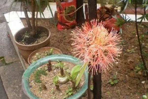 修罗花的简介，是指彼岸花