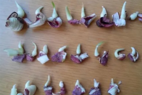 修罗花的简介，是指彼岸花