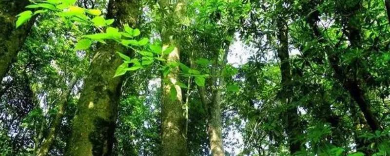 北方能不能种植金丝楠木，北方冬季气温低金丝楠木无法存活