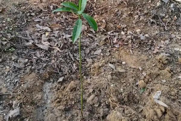 北方能不能种植金丝楠木，北方冬季气温低金丝楠木无法存活