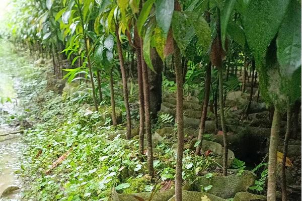 北方能不能种植金丝楠木，北方冬季气温低金丝楠木无法存活