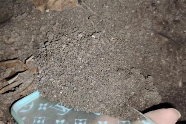 蚯蚓粪能不能直接种花，与园土或蛭石混匀后才能使用