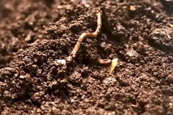 蚯蚓粪能不能直接种花，与园土或蛭石混匀后才能使用