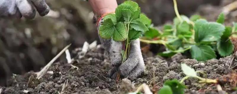 草莓苗一年一换的原因，种植一年后产量会明显下降