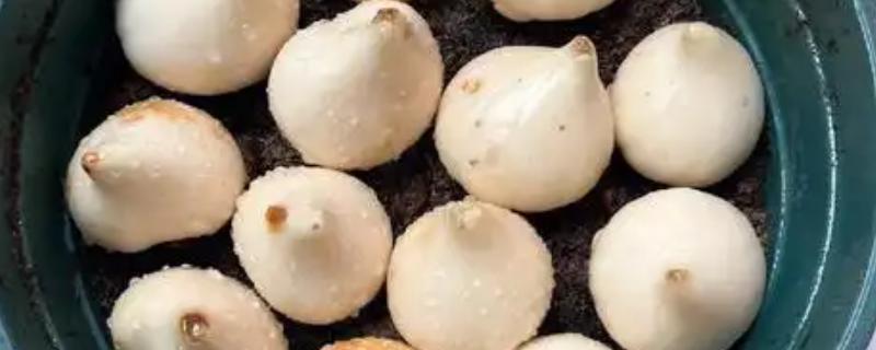 郁金香如何家庭种植，适合在秋天进行种植
