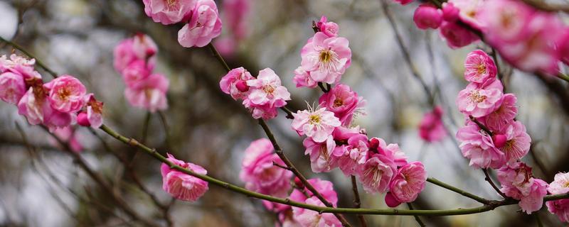 花卉有什么品种，菊花、梅花、桃花等品种很常见